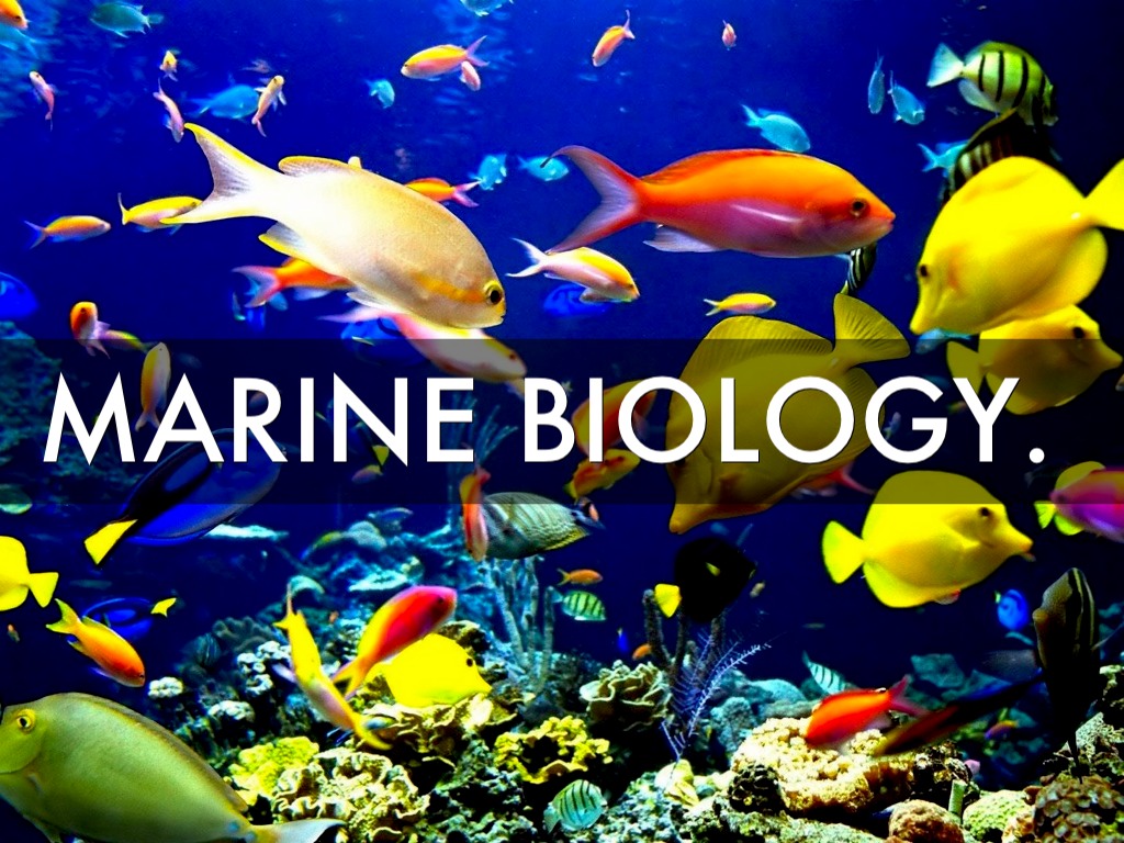 image of marine biology